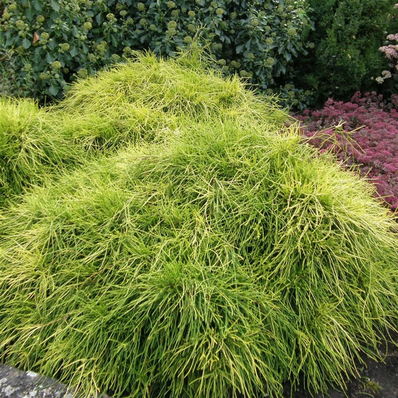 Chamaecyparis p. 'Sungold' - C3 20-25 CM